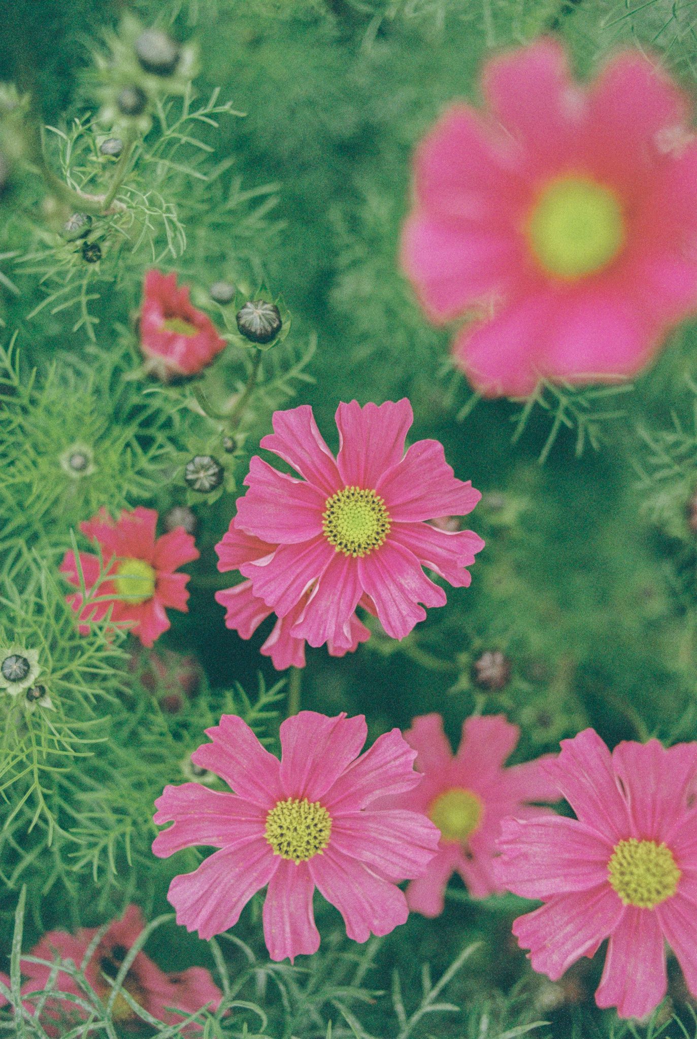Pink cosmos flowers with yellow centers bloom against a soft green foliage background in a summer garden.