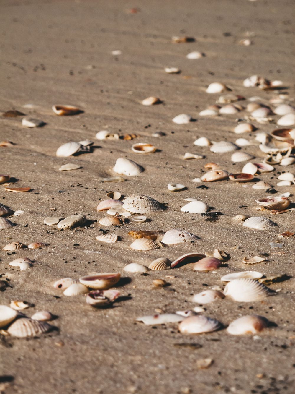 Travel Photographer in Panama City Florida. Nature photos in the Florida Panhandle: Beaches, Bayou, Natural Springs, Skies, Plants, and more