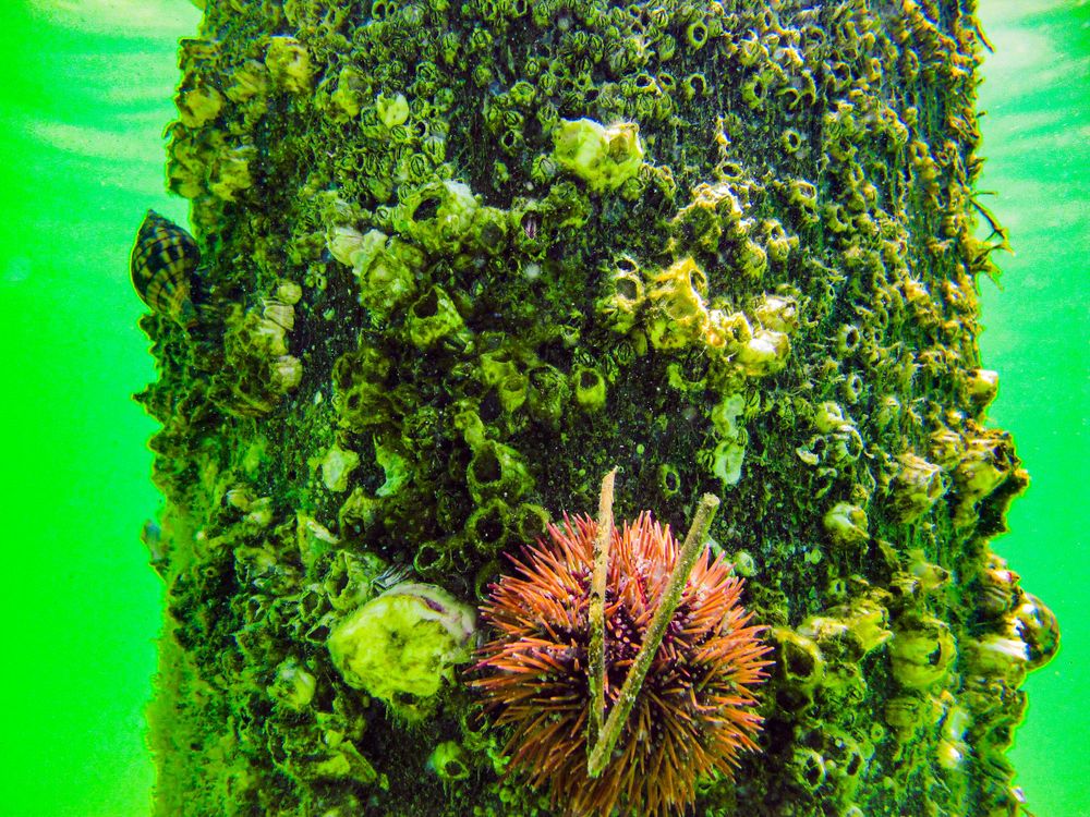 Travel Photographer in Panama City Florida. Nature photos in the Florida Panhandle: Beaches, Bayou, Natural Springs, Skies, Plants, and more