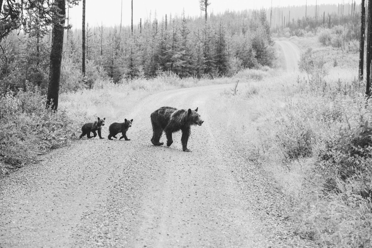 Black and white photo of a mother bear and cubs walking down a rural dirt road.