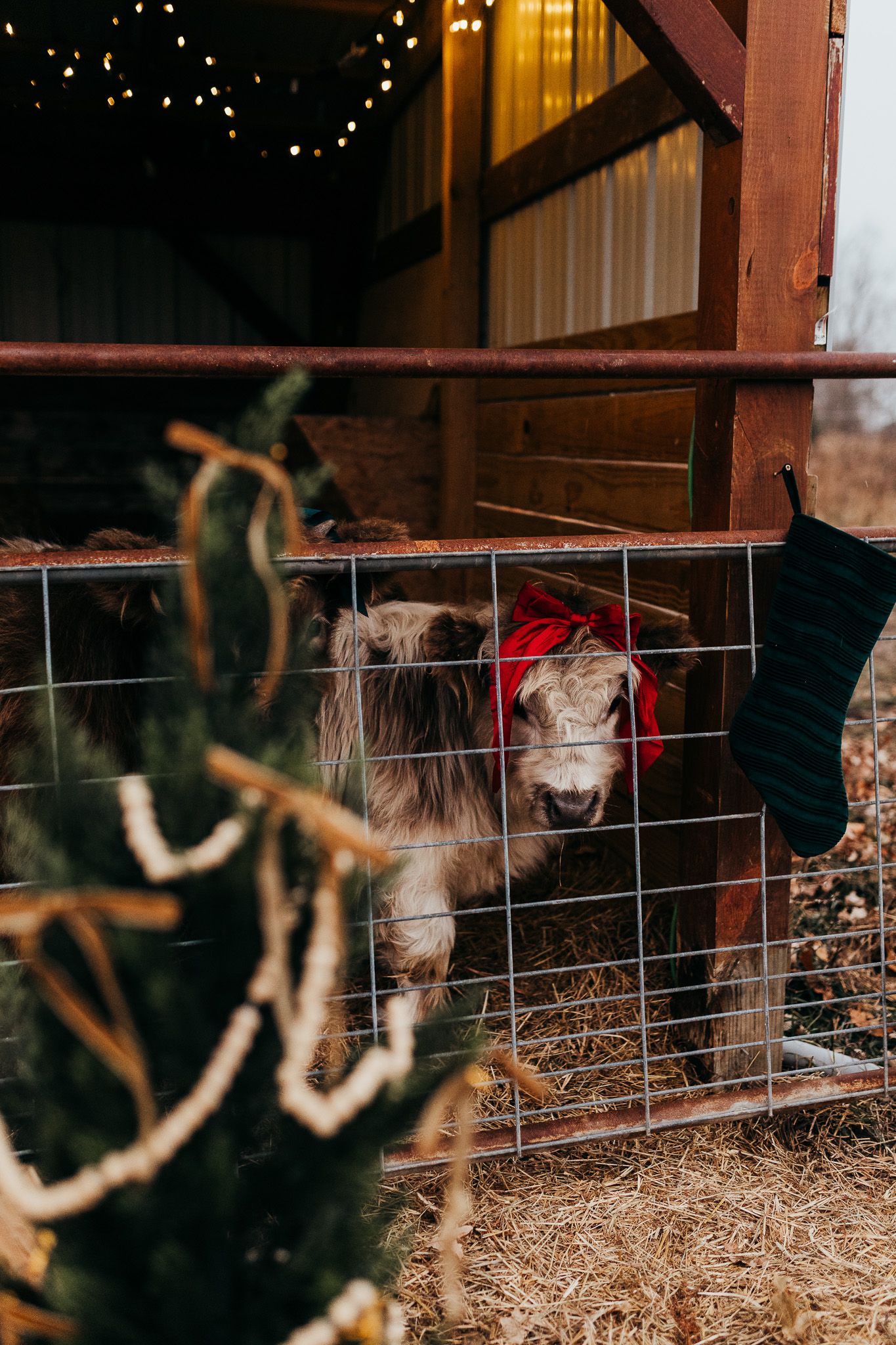 A heartwarming series of photos showing a goat kid being held and petted in a rustic barn setting with twinkle lights.