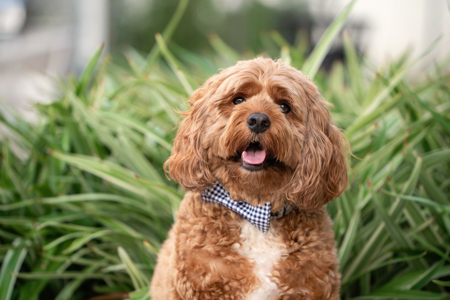 A happy red goldendoodle dog wearing a blue gingham bowtie sits in lush green grass outdoors.