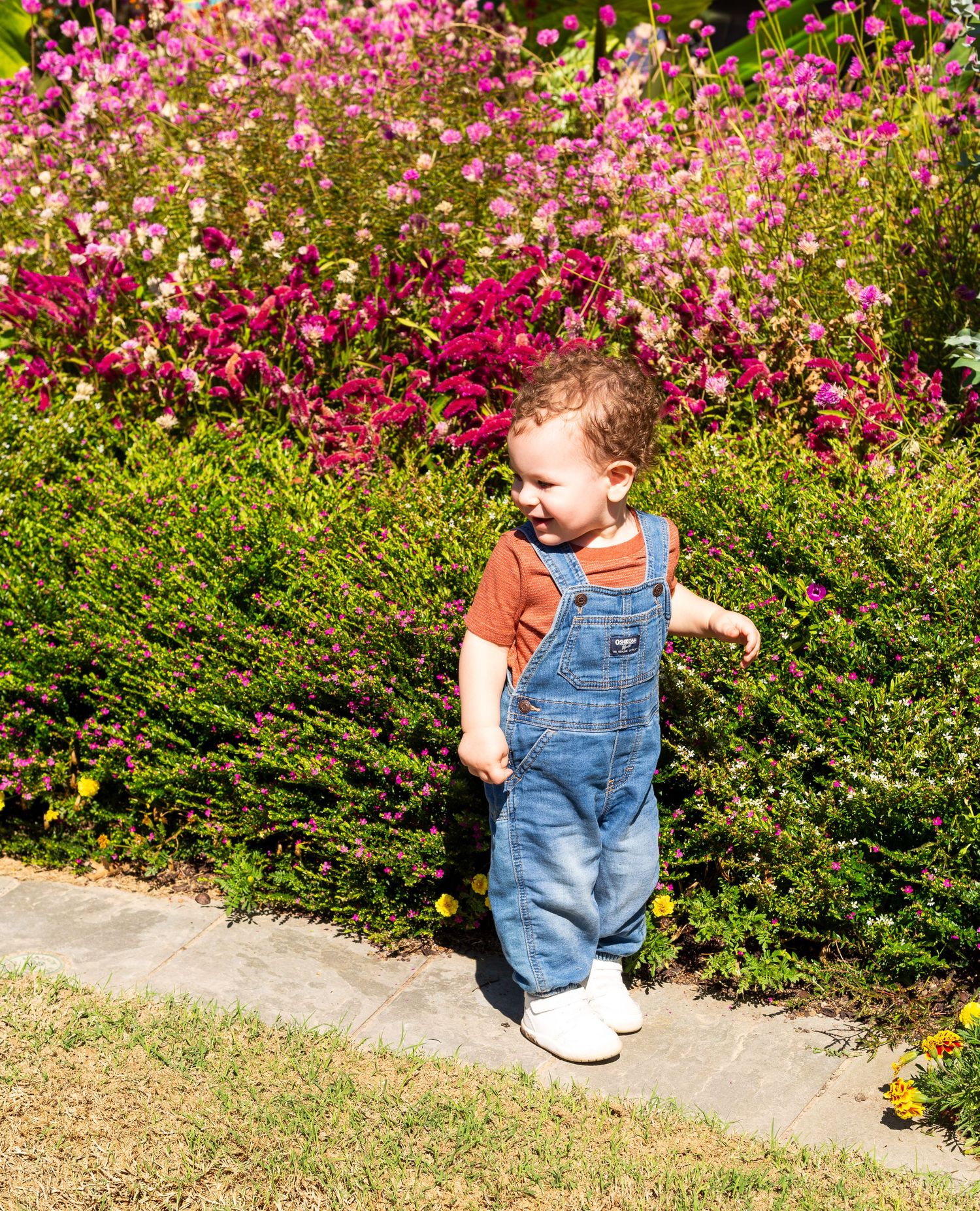 A small child in overalls explores a vibrant garden border filled with pink and magenta cosmos flowers on a sunny day.