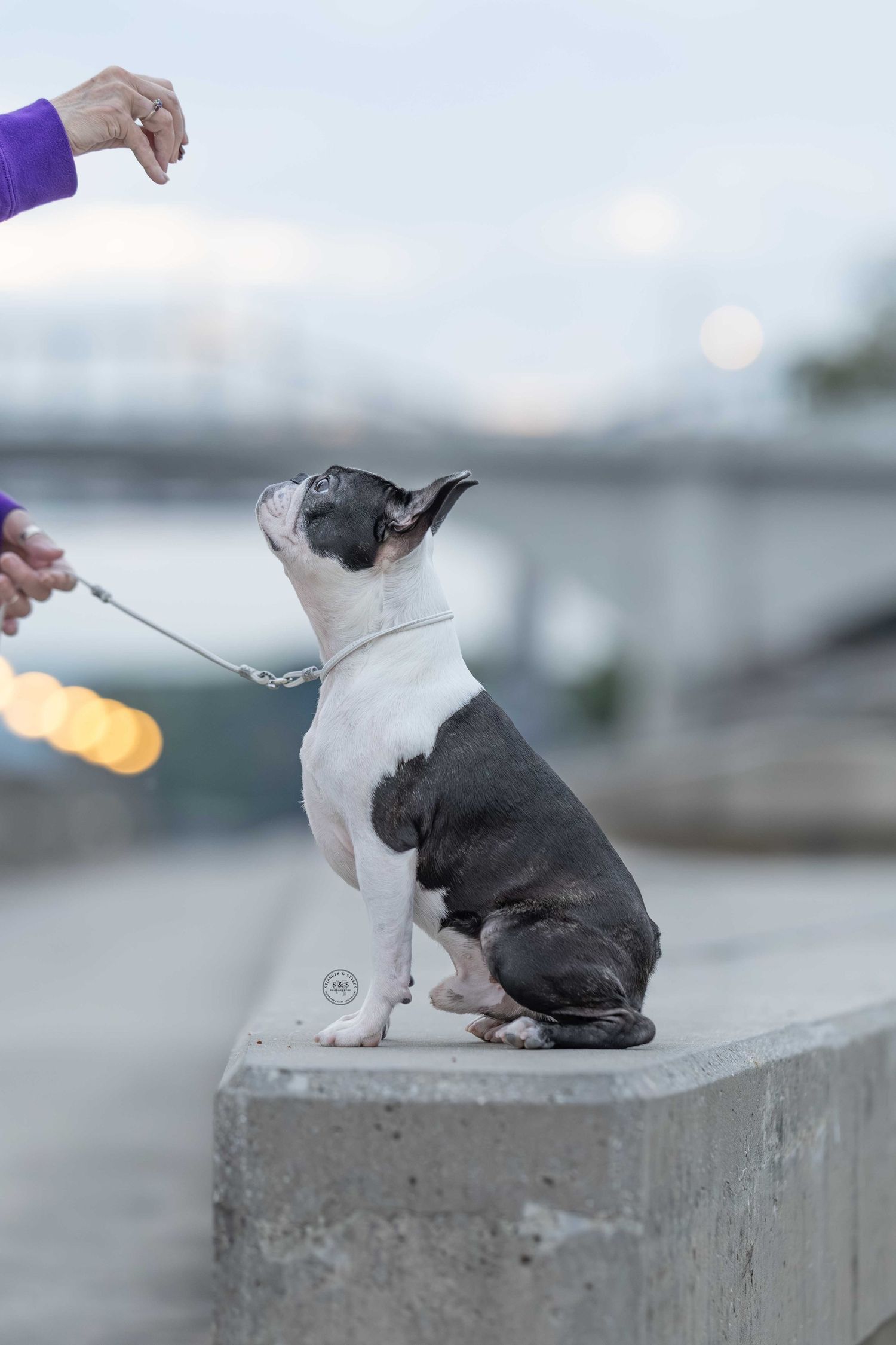 A black and white dog performs tricks on a concrete ledge with a blurred background at dusk.