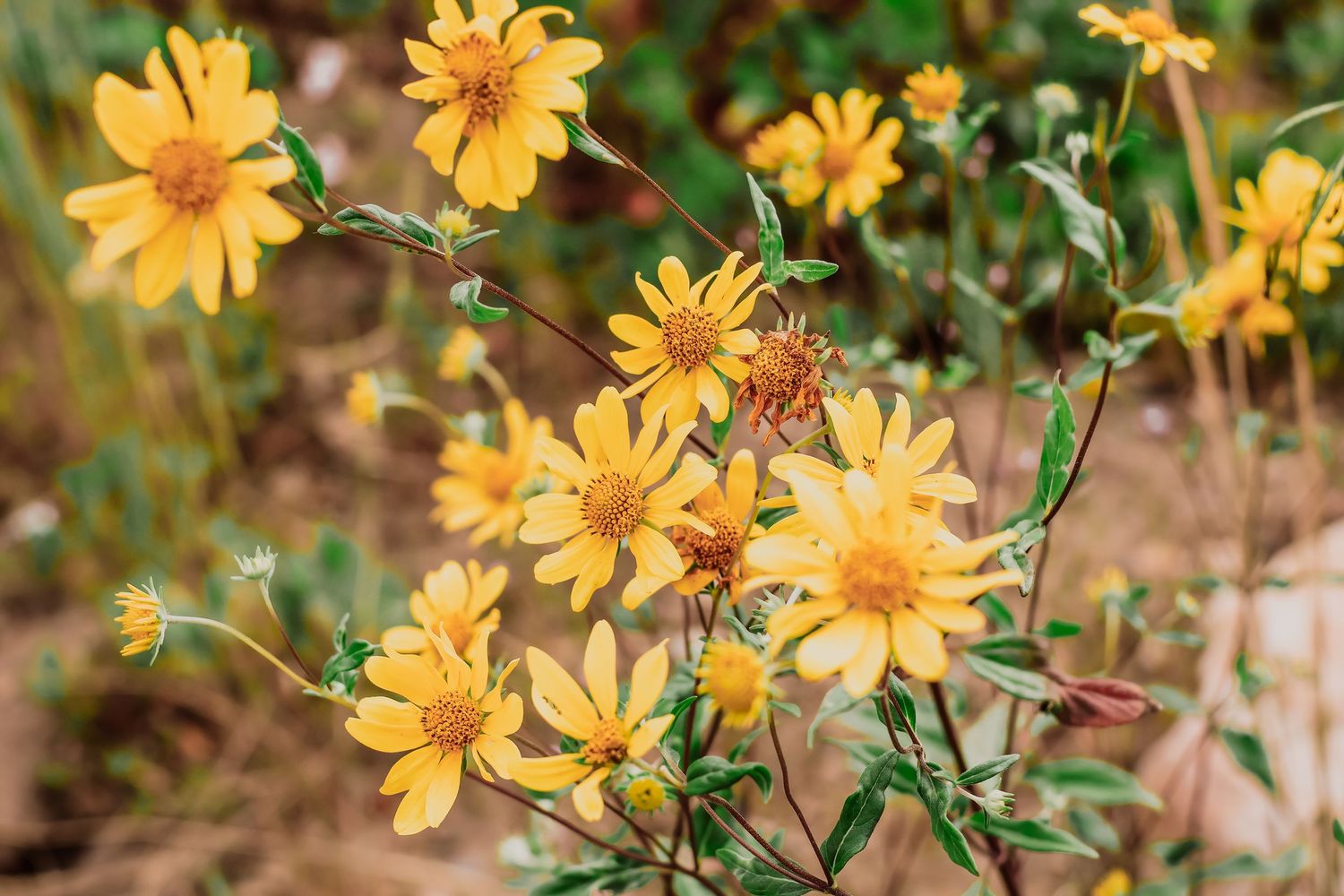 Yellow wildflowers blooming in a Utah meadow