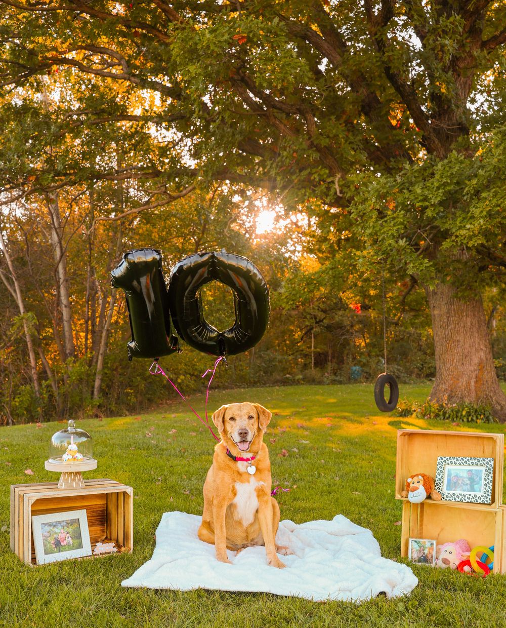 Pet photography in Deer Park, WI.