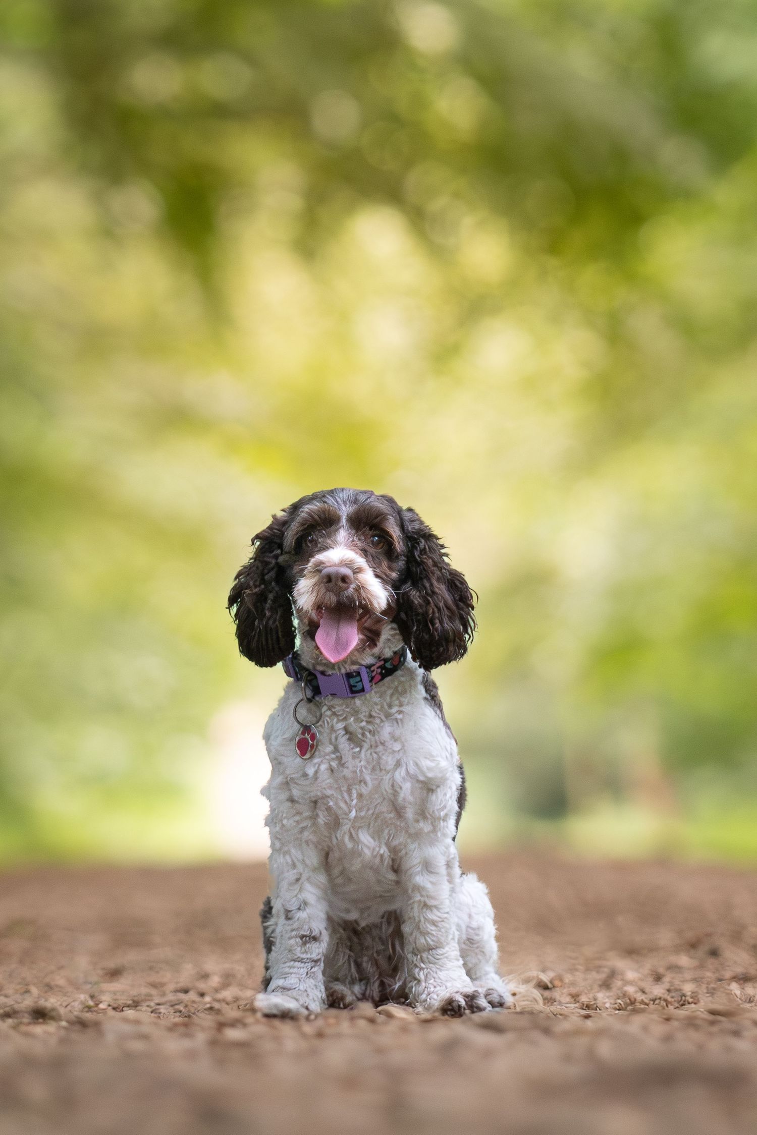 A small black and white Cocker Spaniel dog sits on a dirt path with a blurred natural background.