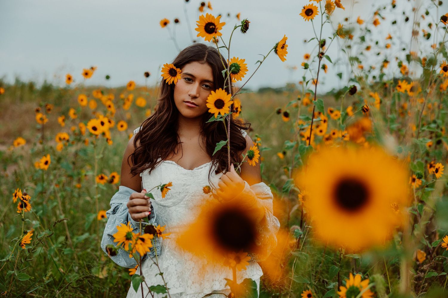 A dreamy golden sunflower field in soft evening light with blooming yellow flowers stretching into the distance.