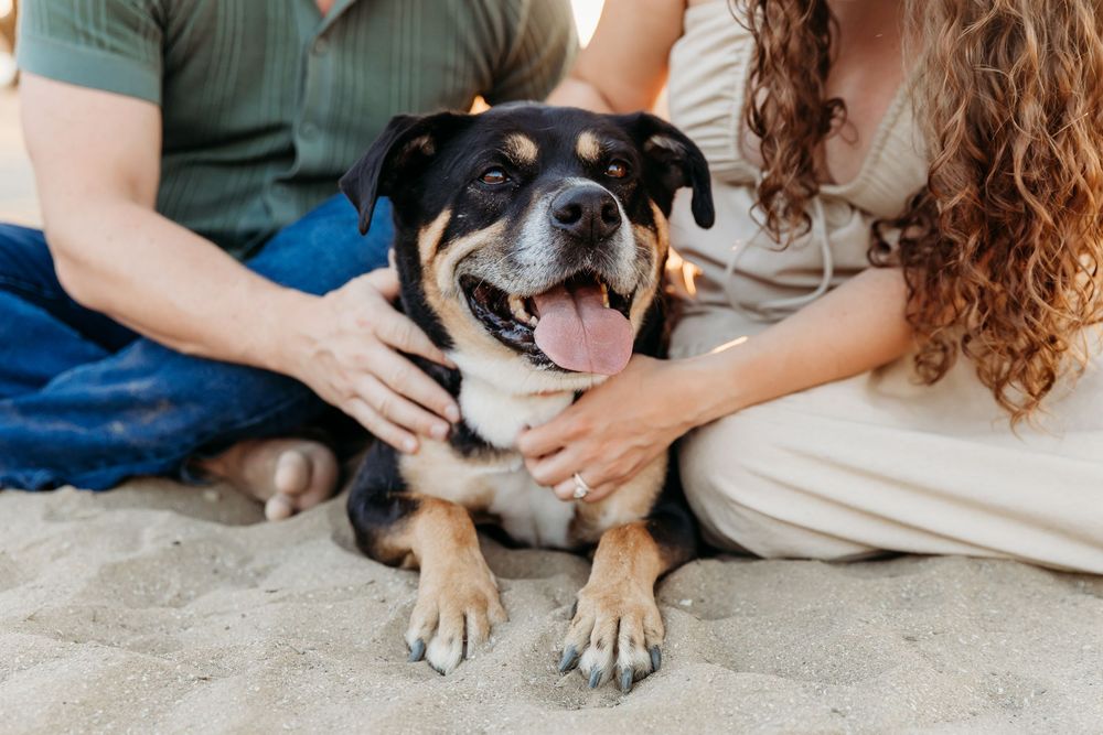 A black and white dog lies comfortably on a beige couch while being petted by someone wearing blue jeans.