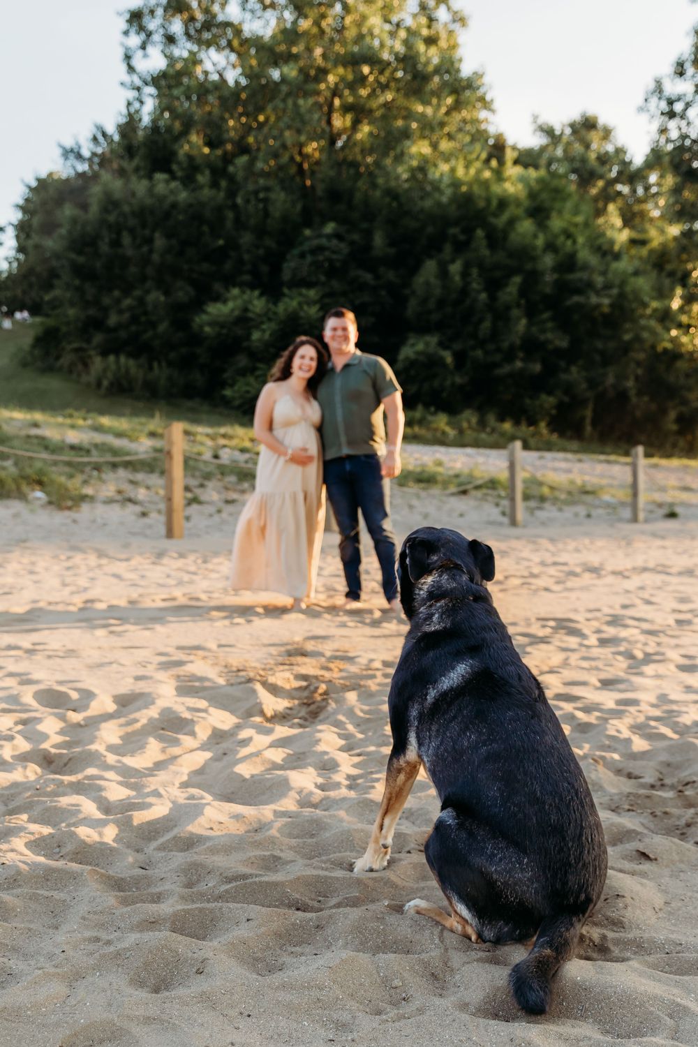 A black dog sits on a sandy beach watching a couple in the distance during golden hour. Cleveland Maternity Photographer