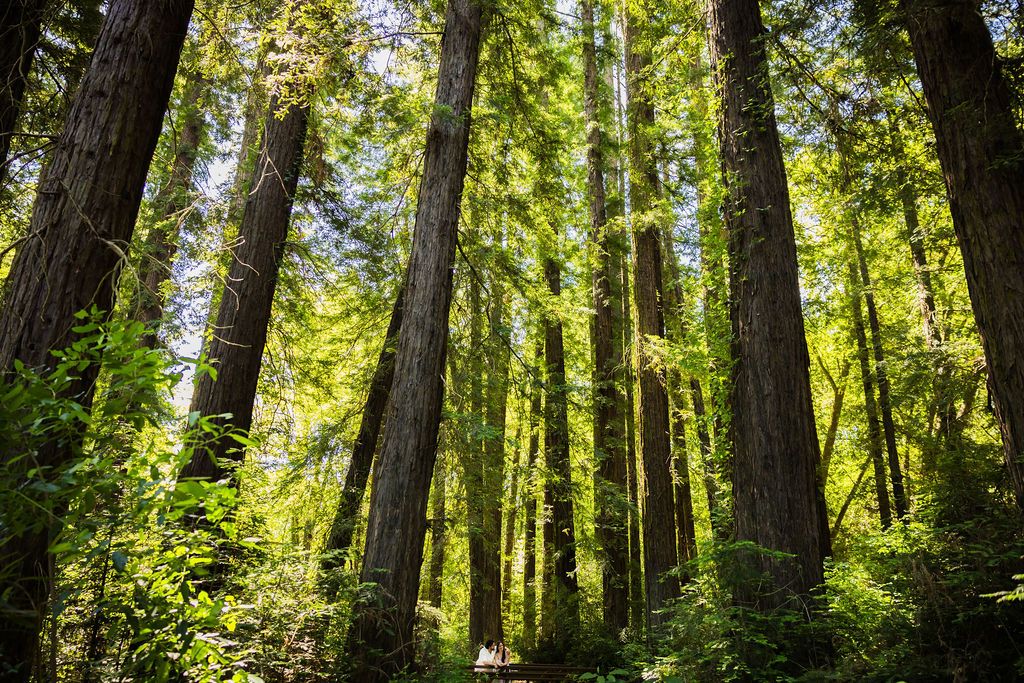 Towering redwood trees rise above lush green undergrowth in a sunlit ancient forest.