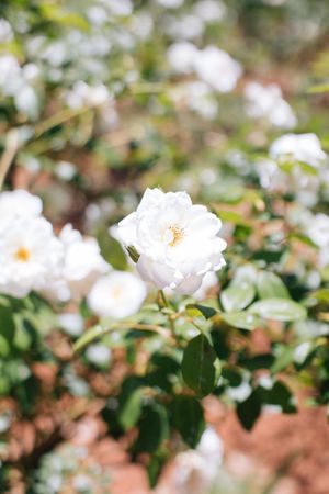 White roses in full bloom with yellow centers grow on a lush green bush in a sunlit garden.