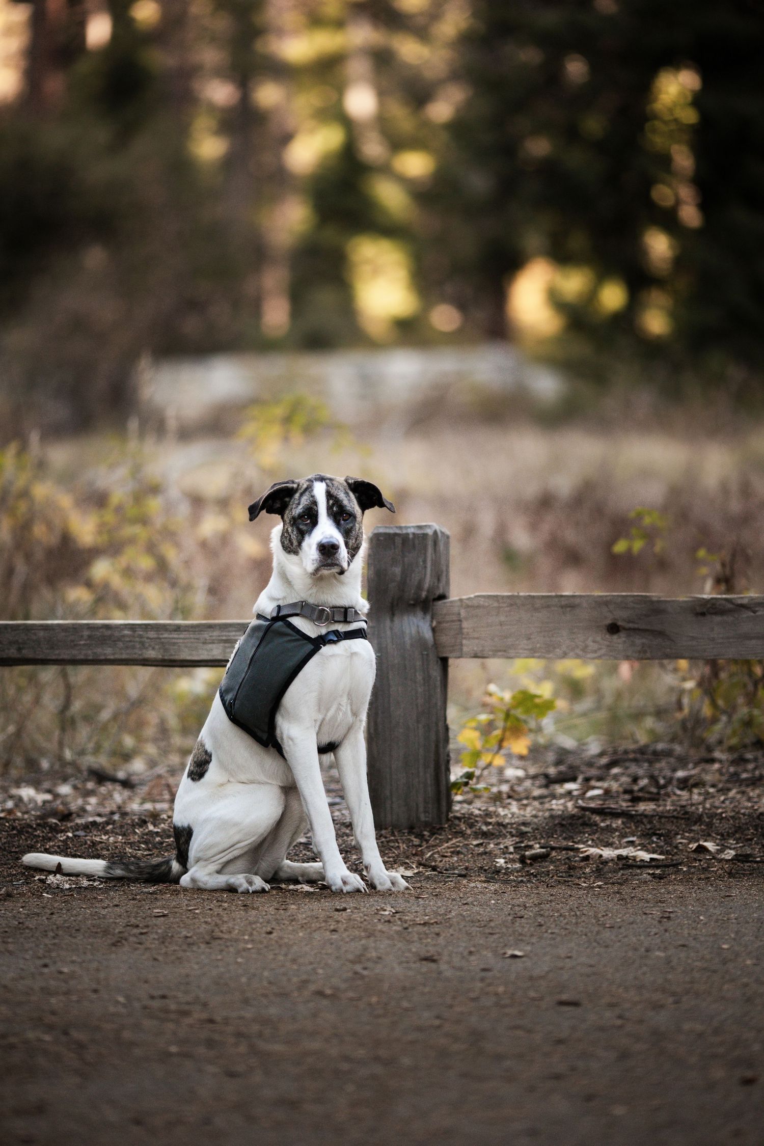 Black and white dog wearing a harness sits by a wooden fence in a forest trail setting.