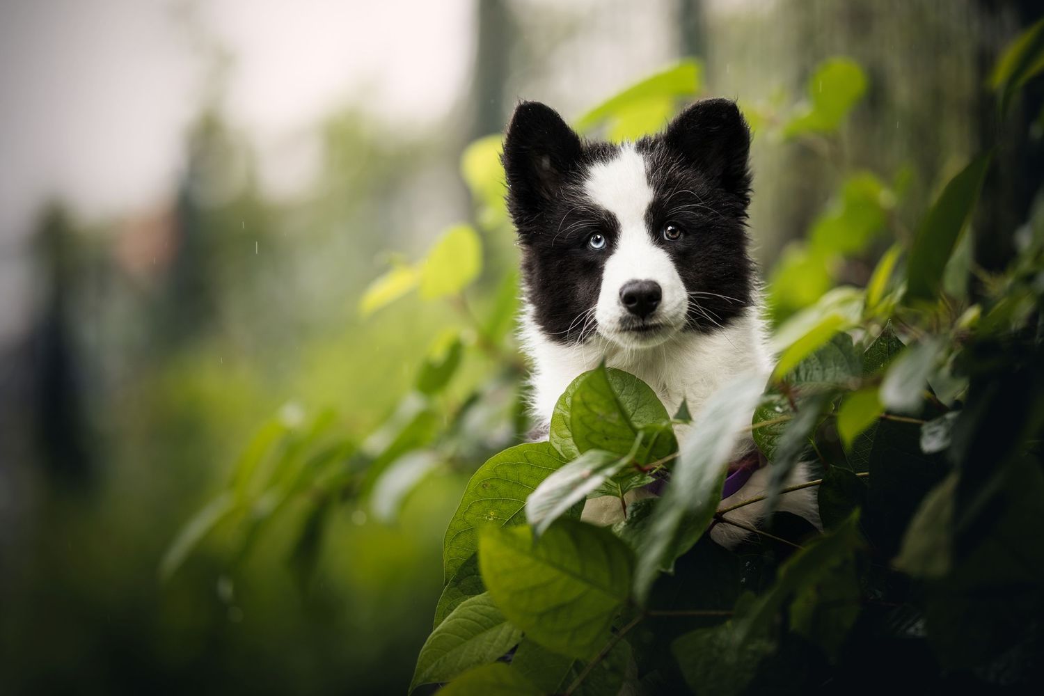 A black and white Border Collie peeks through green foliage.