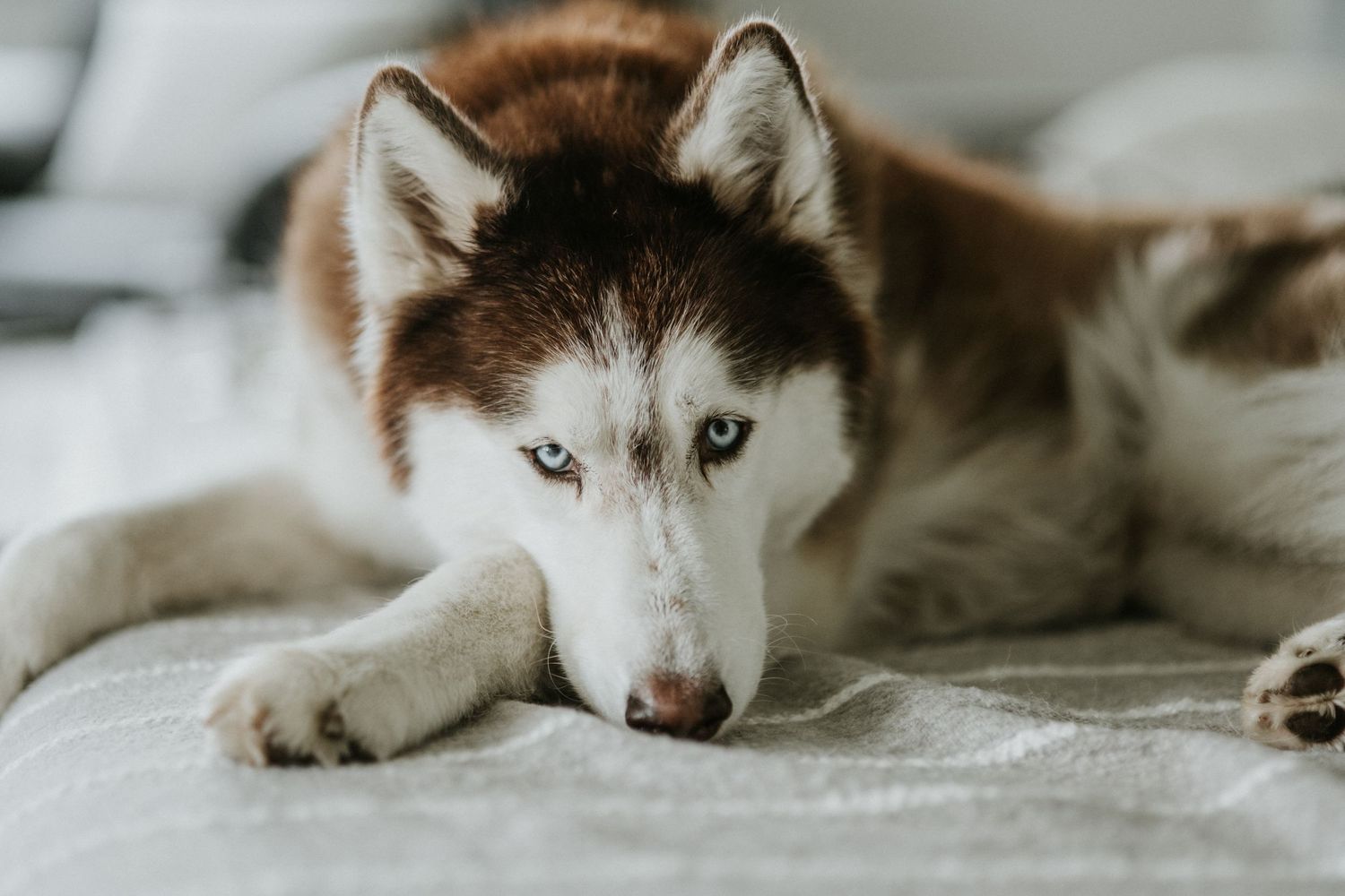 husky dog cuddling on the bed