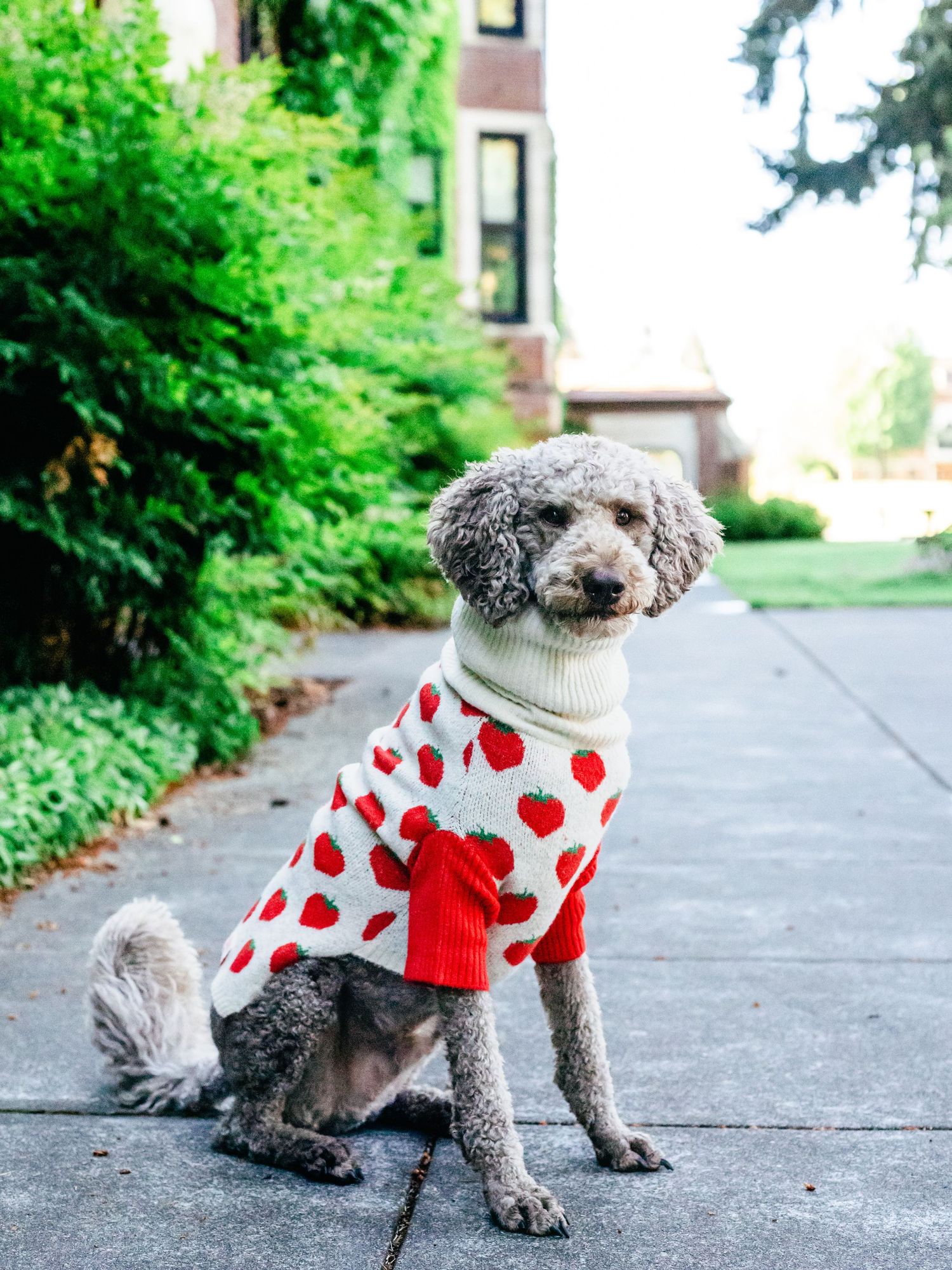 A fluffy dog wearing a red and white strawberry-patterned sweater sits on a sidewalk, surrounded by greenery and a distant building in view