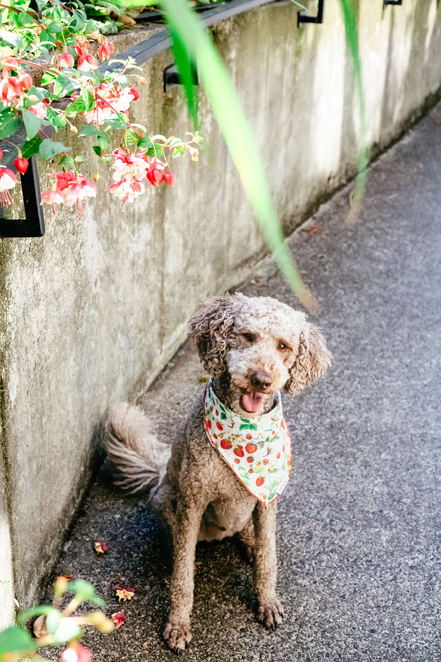 A happy fluffy dog sits on a paved path, wearing a colorful bandana, surrounded by flowers and greenery, with sunlight filtering through.