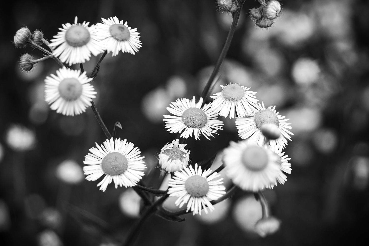 Black and white photograph of daisies with soft bokeh effect creating a dreamy garden atmosphere.