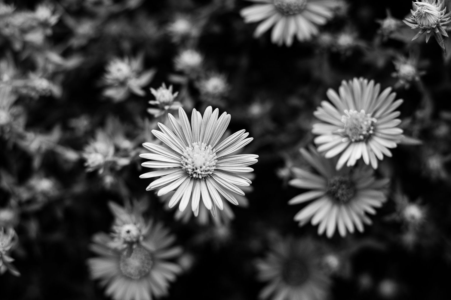 Monochrome close-up of delicate daisy flowers with dark background and selective focus.