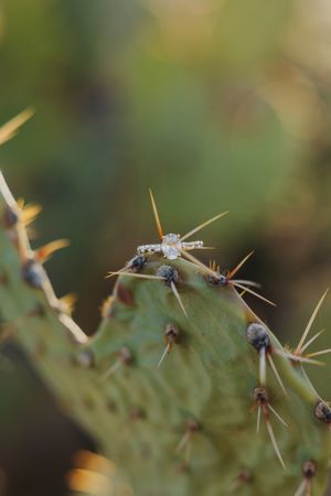 Close-up detail of cactus spines and thorns in natural light.