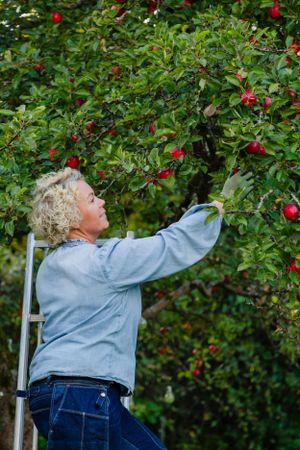Person picking red apples from tree while standing on ladder in garden.