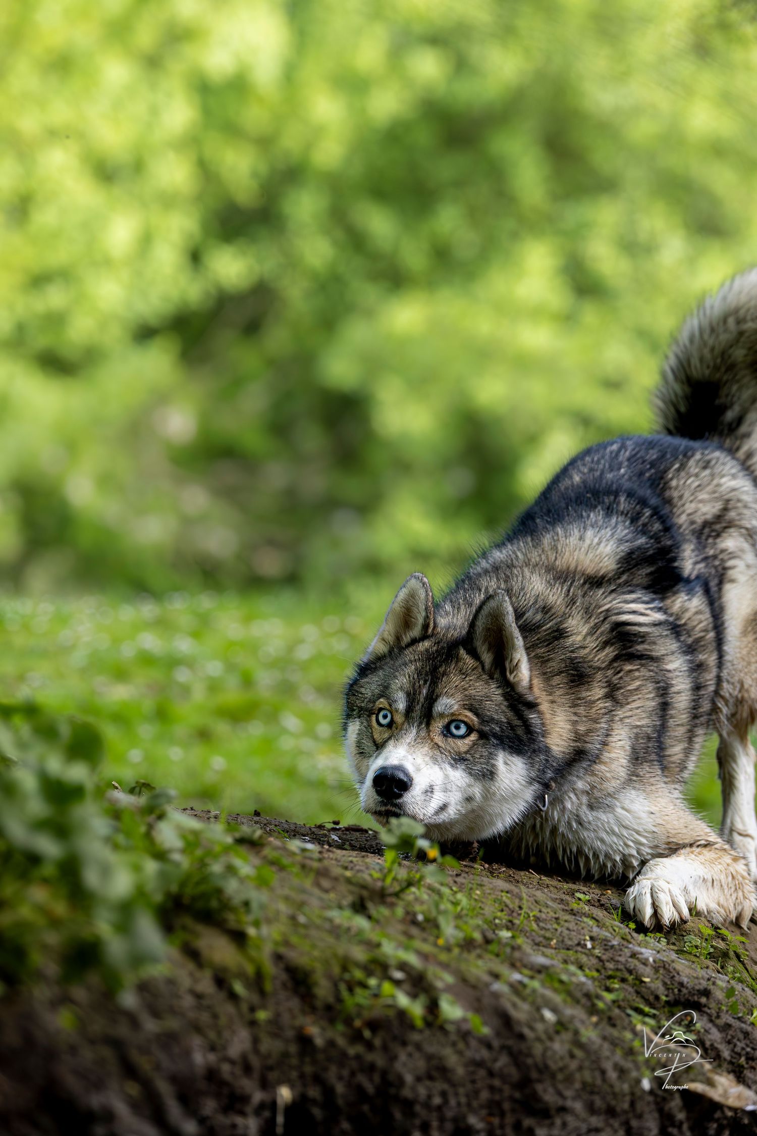 Wolf-like dog with striking blue eyes crouching in green foliage.