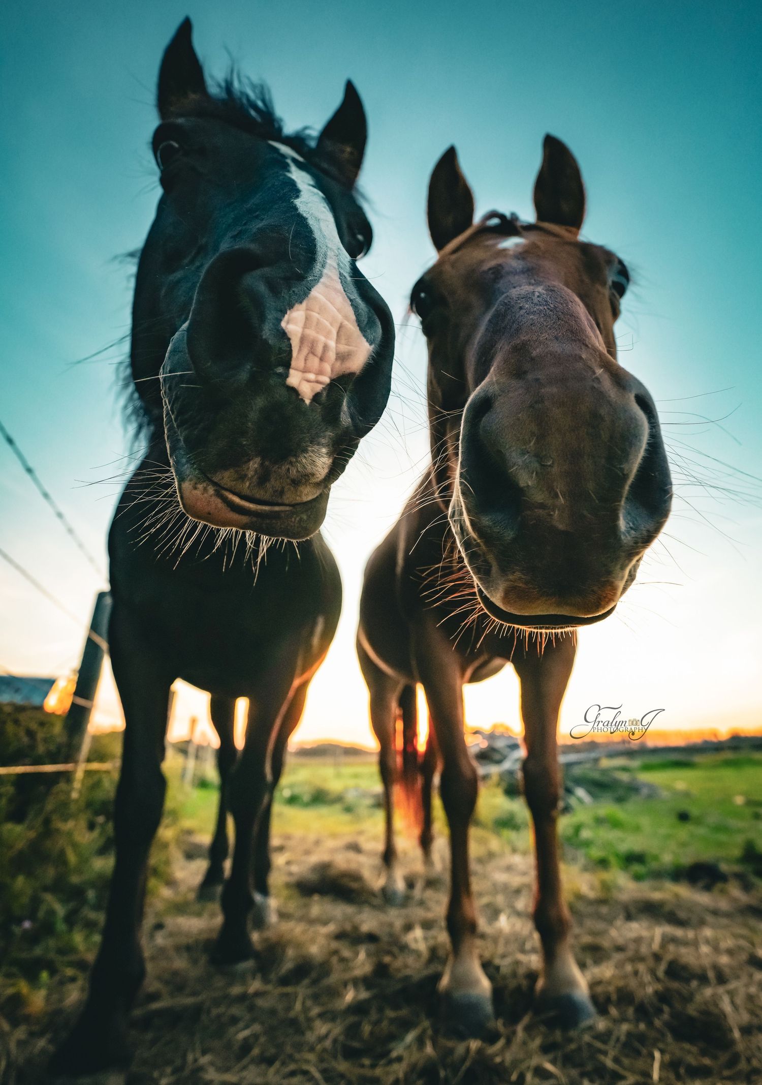 Central Alberta Pet Photographer