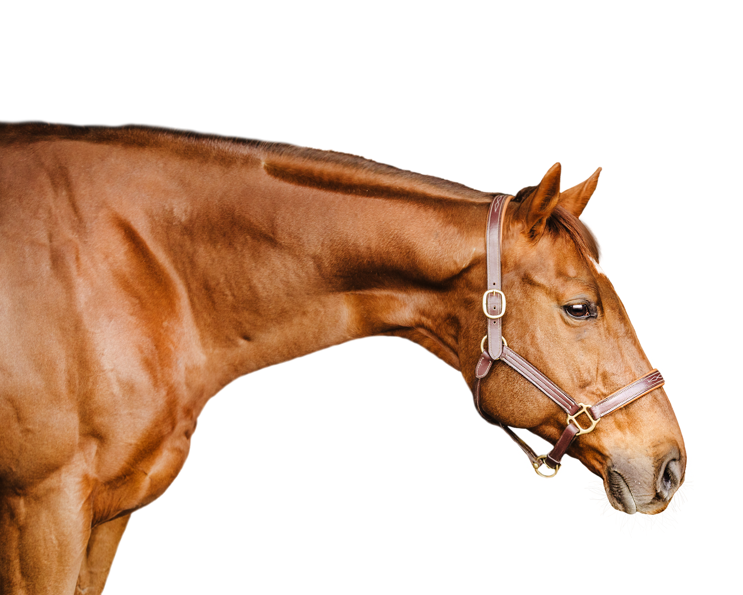 Equine Session