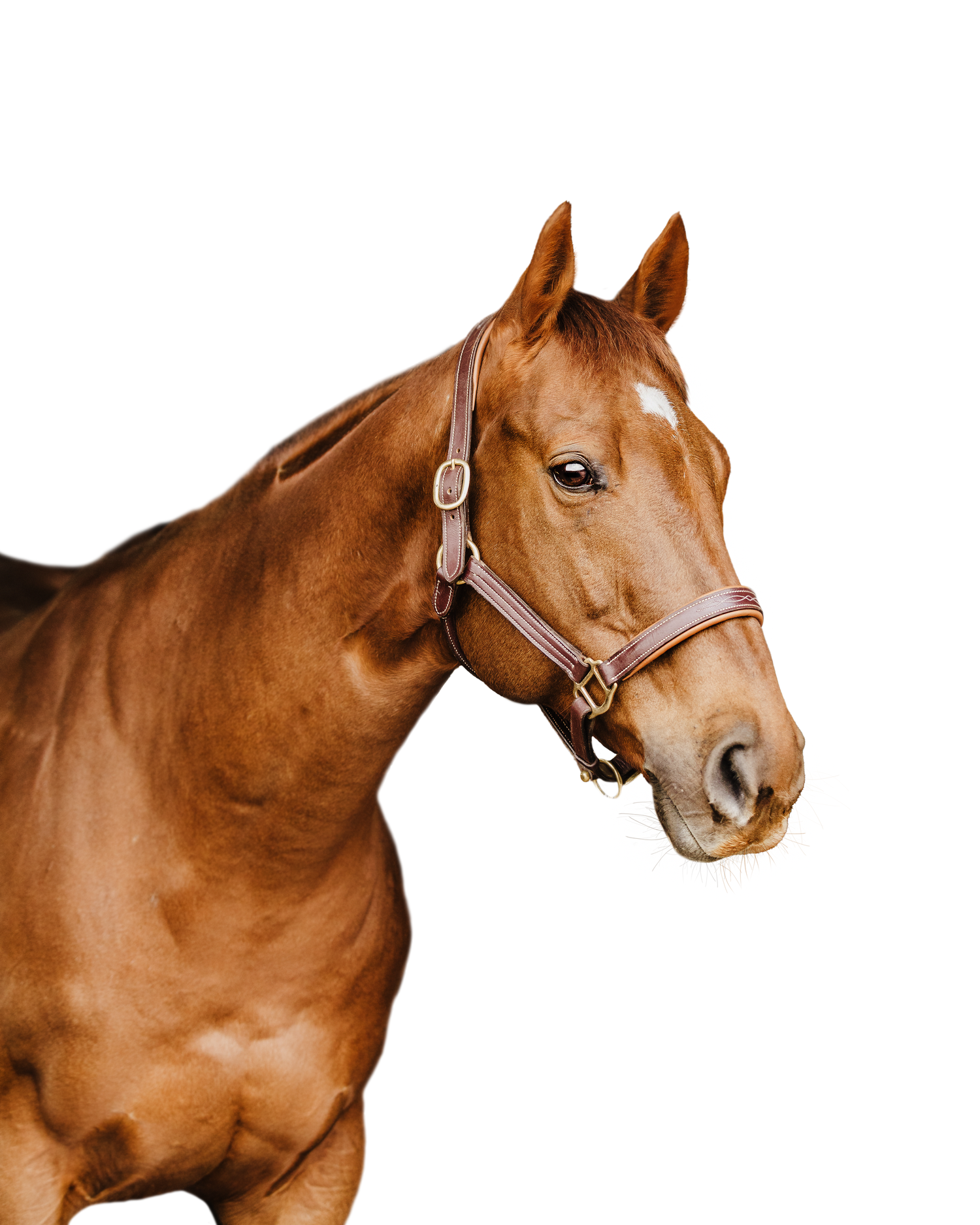 Equine Session