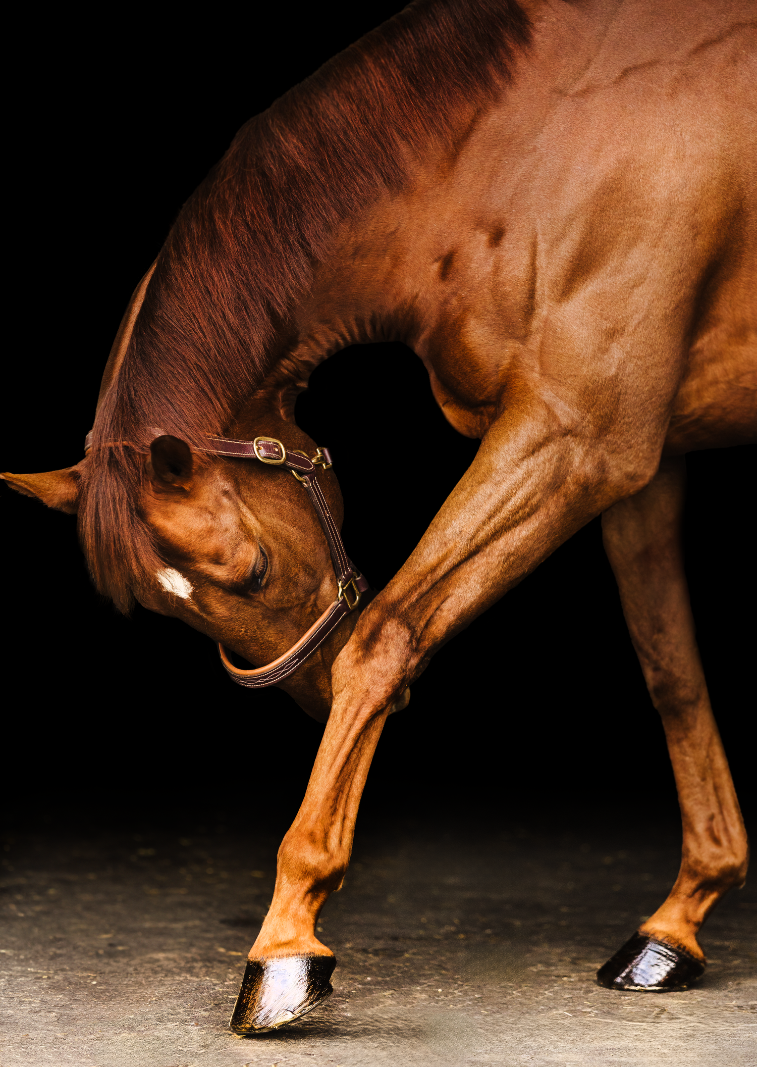 Equine Session