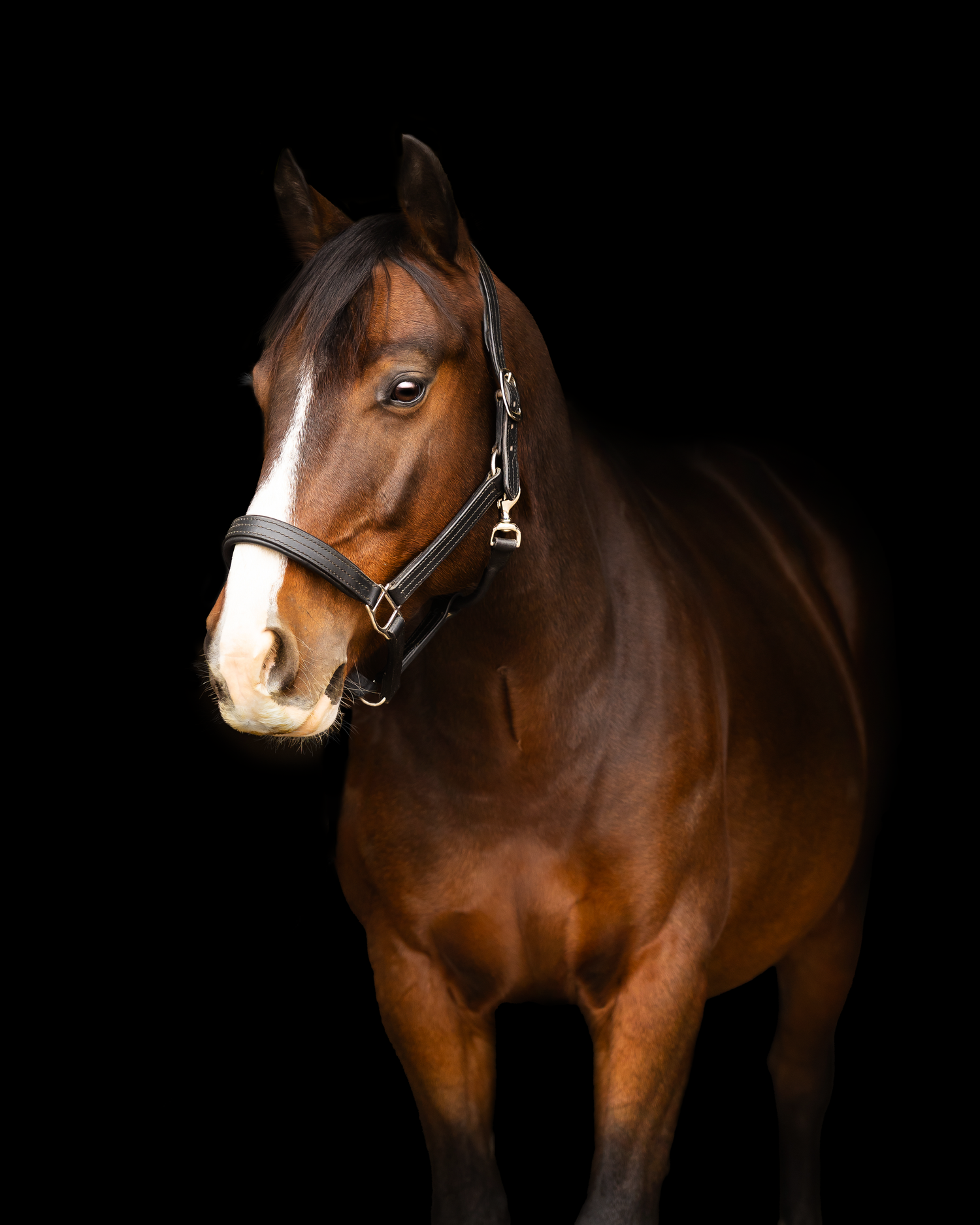 Equine Session