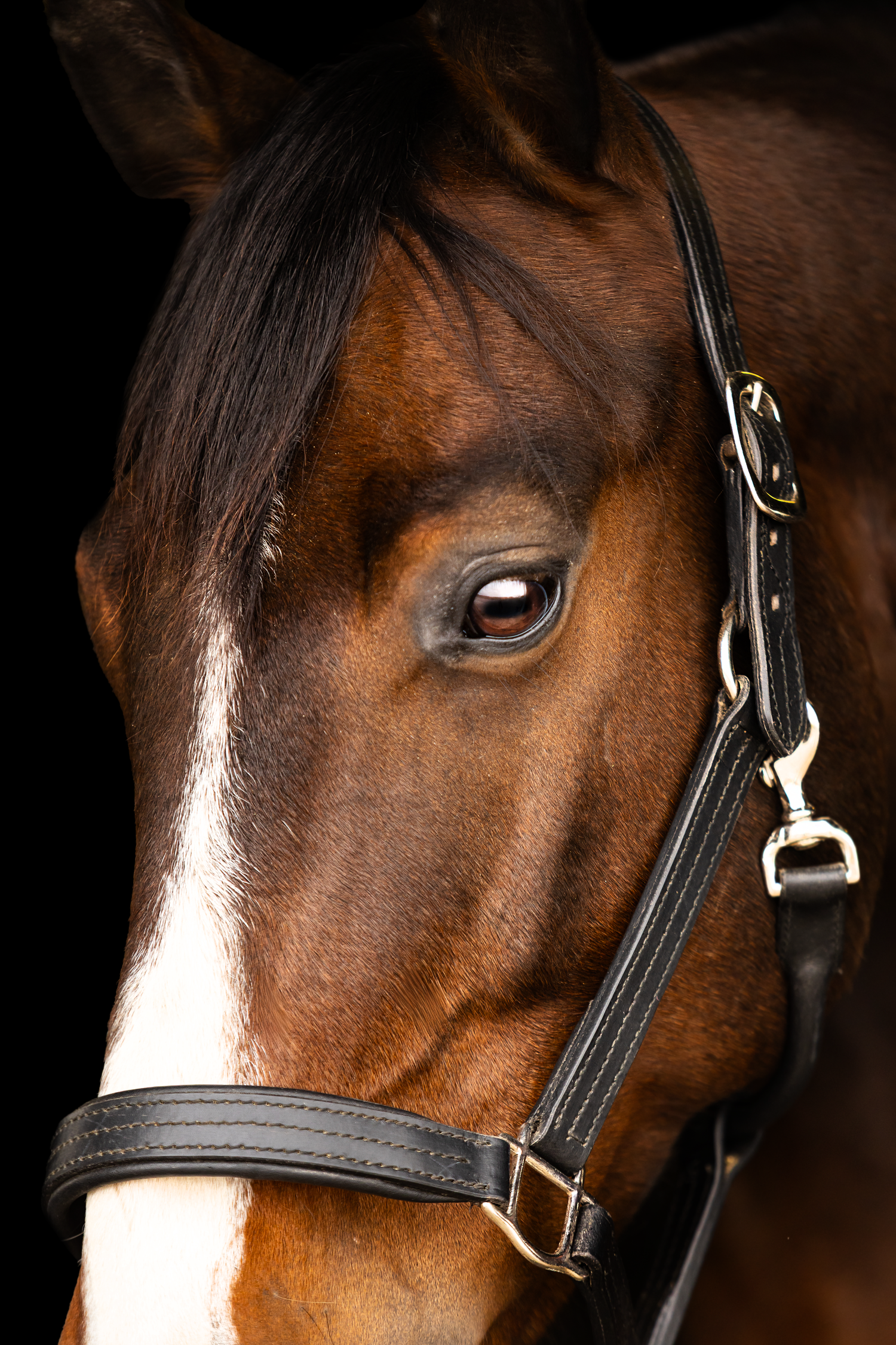 Equine Session