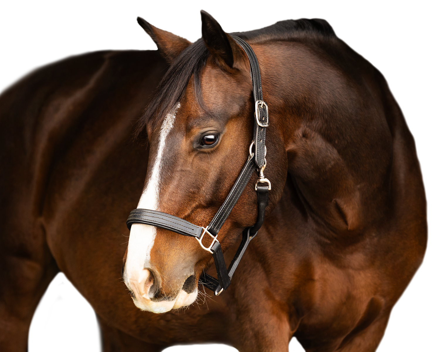 Equine Session