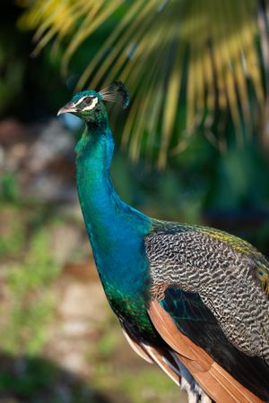 Paon aux plumes bleues et vertes, photographie animalière