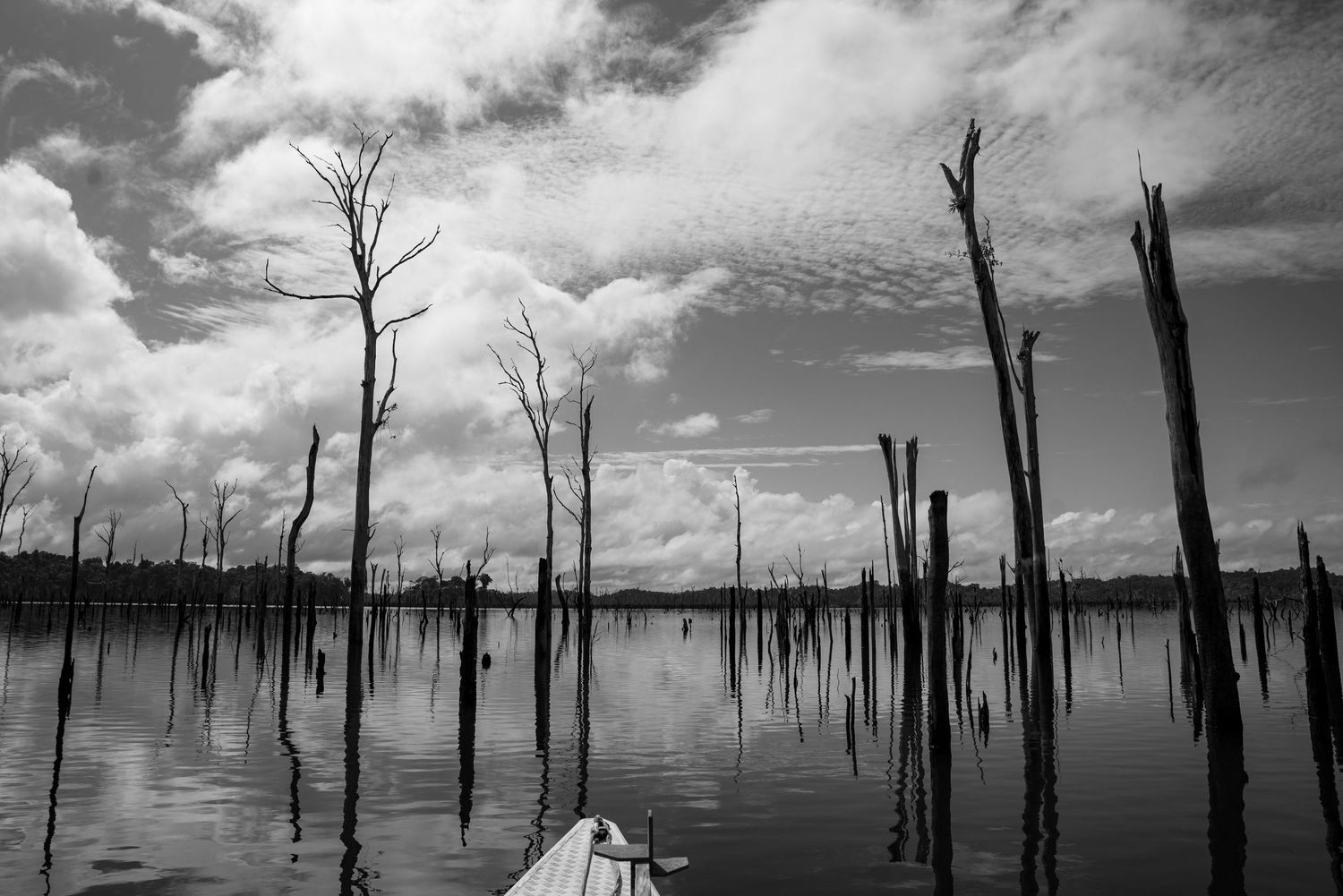 Arbres morts dans un lac, paysage en noir et blanc de Guyane