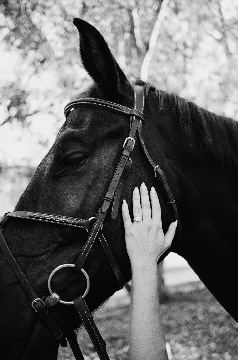 Black and white photo of a hand gently touching a dark horse wearing a bridle, with trees in background.