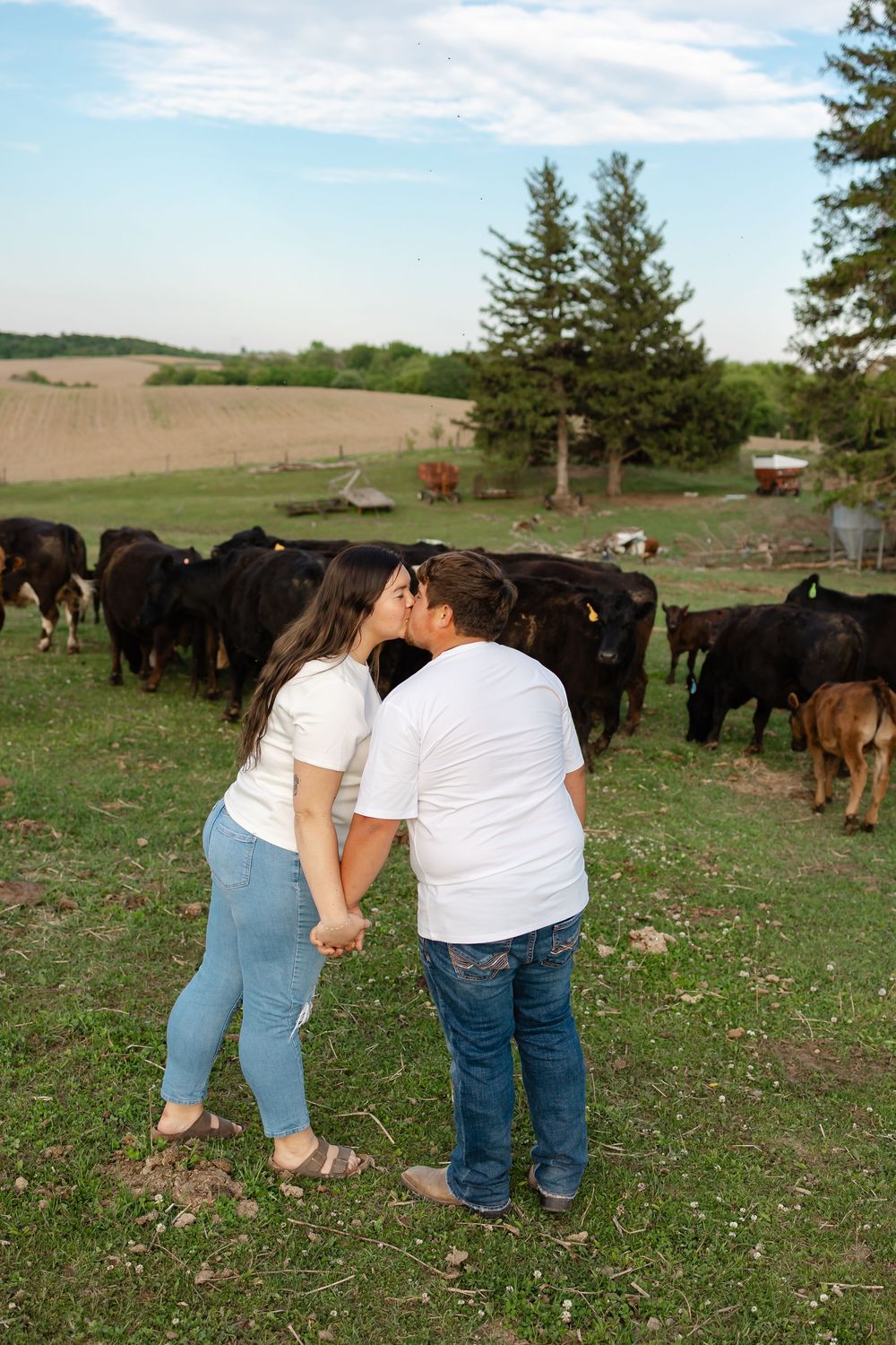 Couple in white shirts and jeans sharing a kiss while holding hands in a green pasture with black cattle grazing behind them.