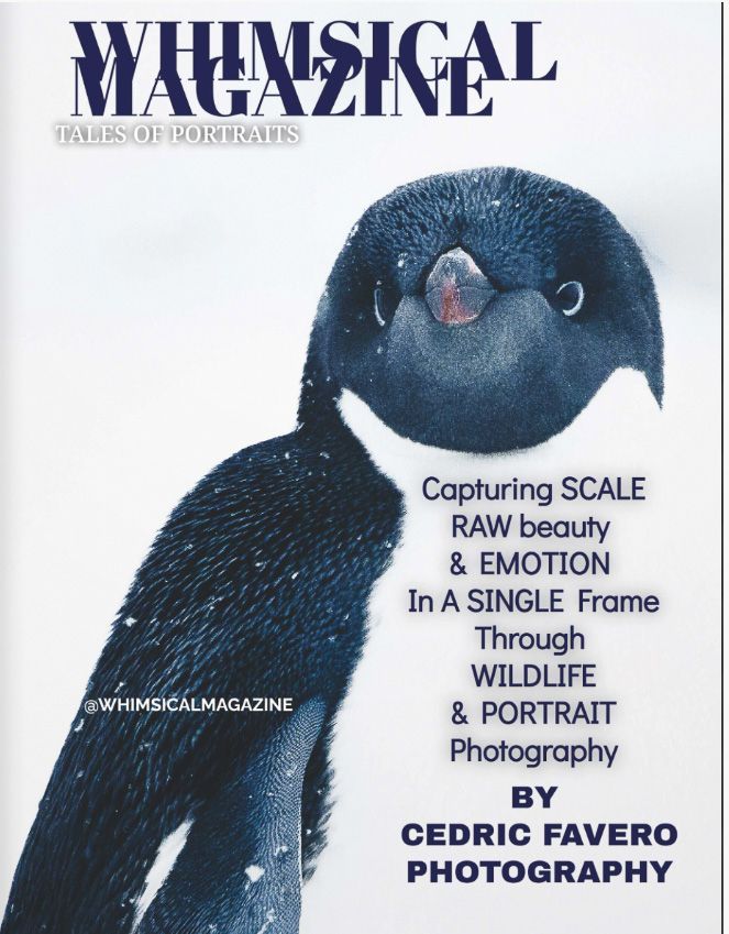 Whimsical Magazine cover featuring a close-up portrait of a penguin, showcasing wildlife photography by Cedric Favero.