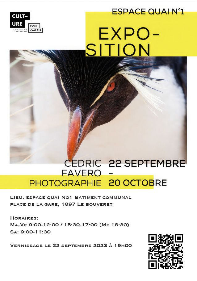 Exhibition poster featuring close-up photograph of penguin's head with yellow text details for Cedric Favero photography show.