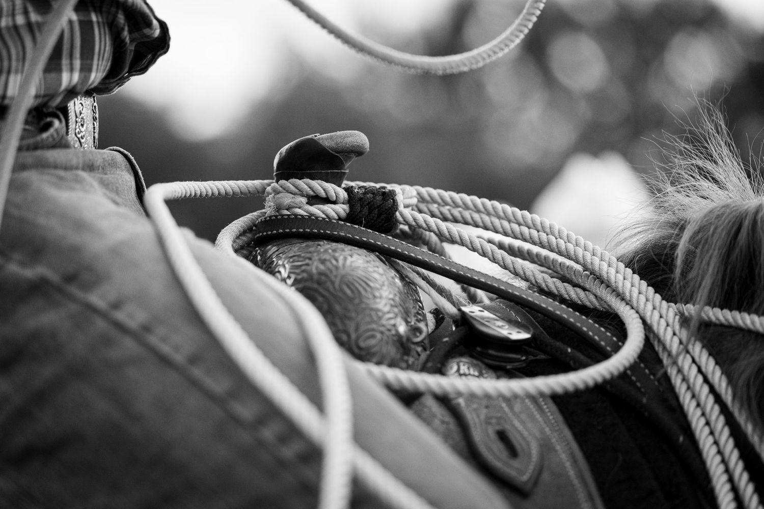 Up-close Calf Ropers Rope