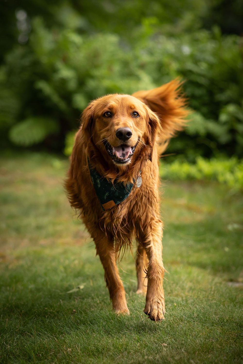 Happy golden retriever running and playing in a lush green garden setting.
