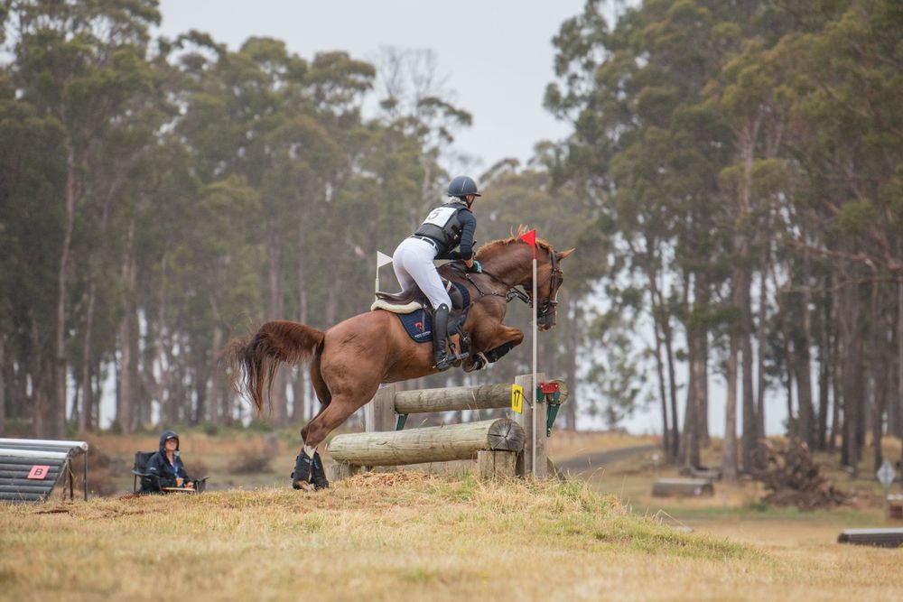 Horse and rider clearing a jump in front of eucalyptus trees during cross country competition.