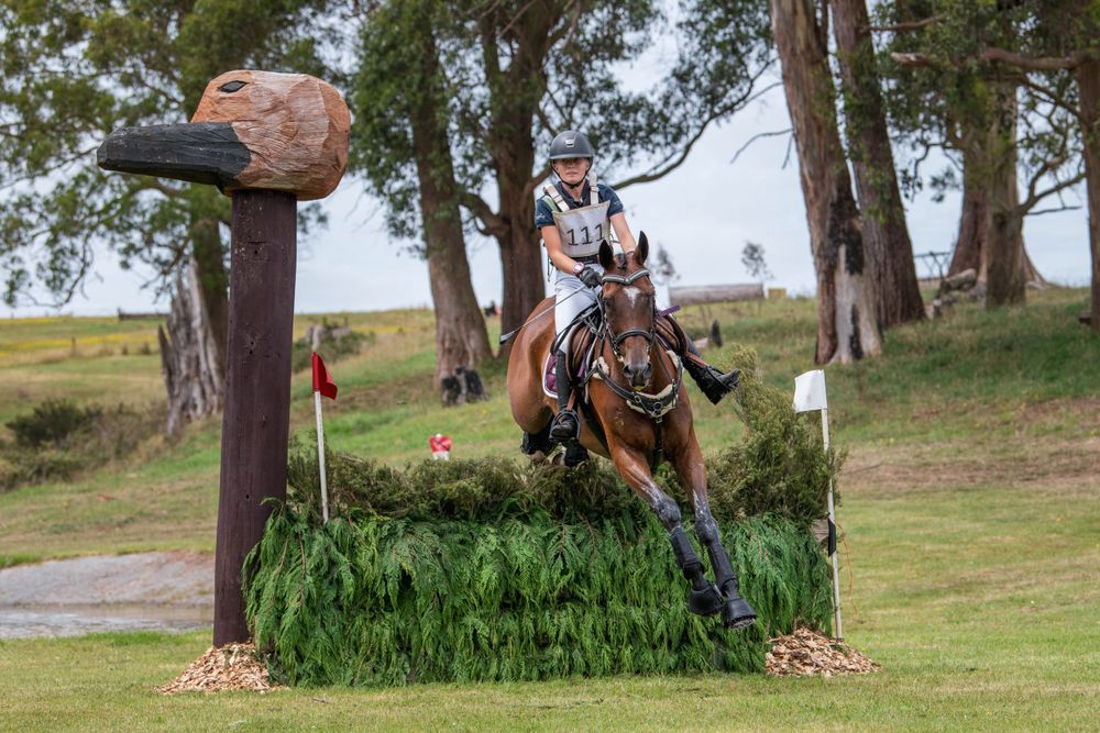 Horse and rider clearing a brush jump during a cross-country eventing competition.