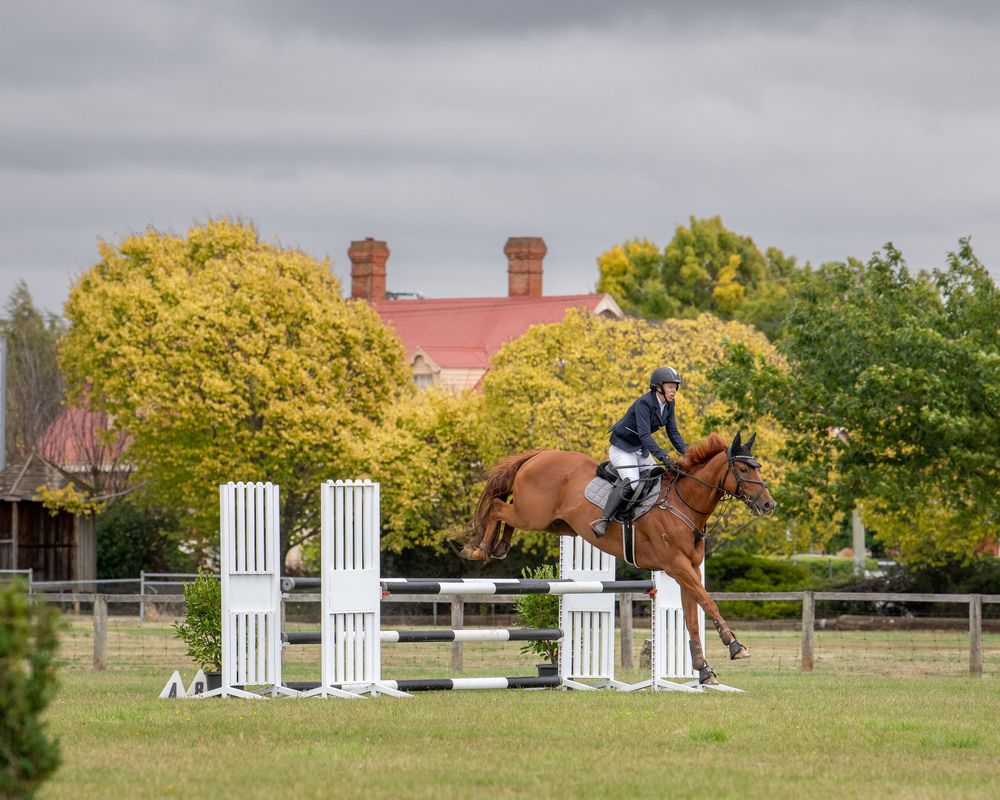 Equestrian rider on chestnut horse jumping white fence rails at outdoor show jumping competition.