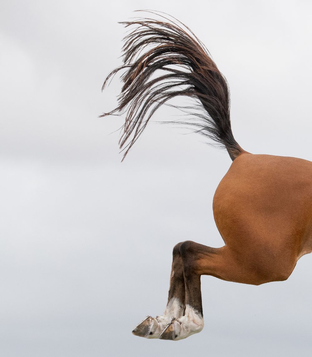 Close-up of a brown horse's hindquarters and tail blowing in the wind against a cloudy sky.