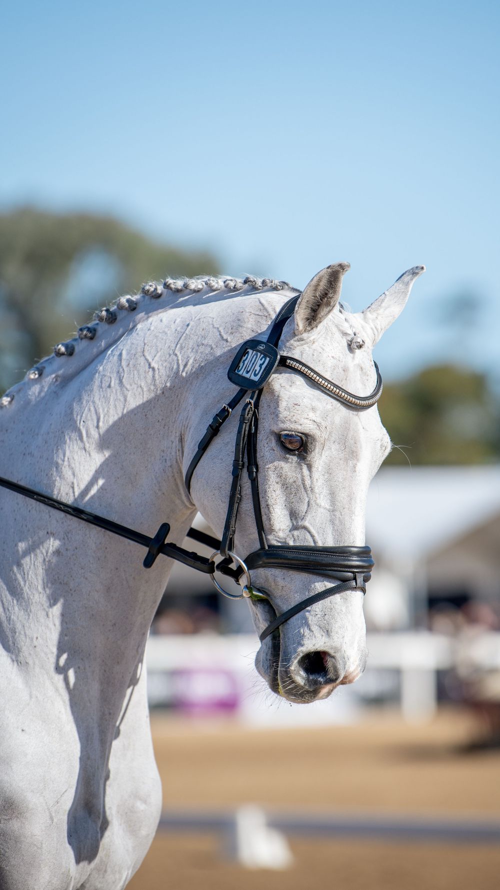 Close-up portrait of a dapple grey horse wearing a black bridle at an equestrian dressage competition.
