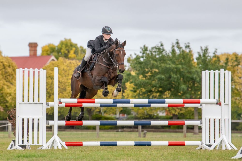 Equestrian rider on dark horse jumping over colorful red, white and blue poles at an outdoor show jumping competition.