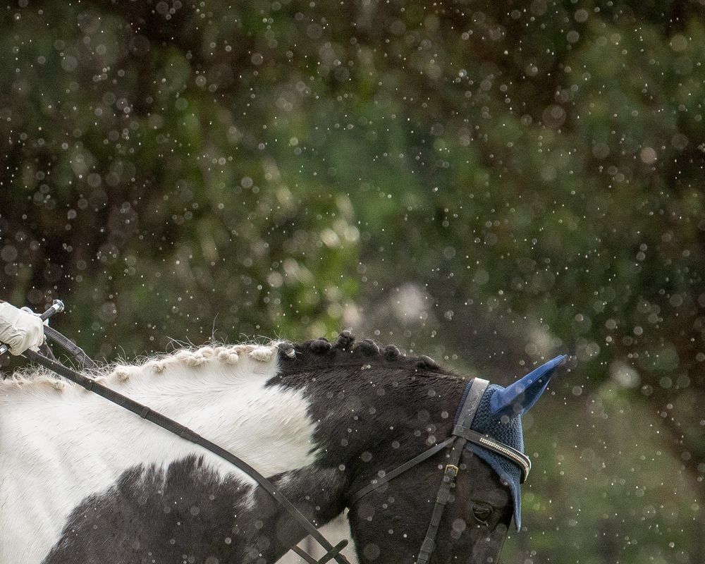 A white and black horse wearing a blue ear bonnet stands in falling snow with green trees in the background.