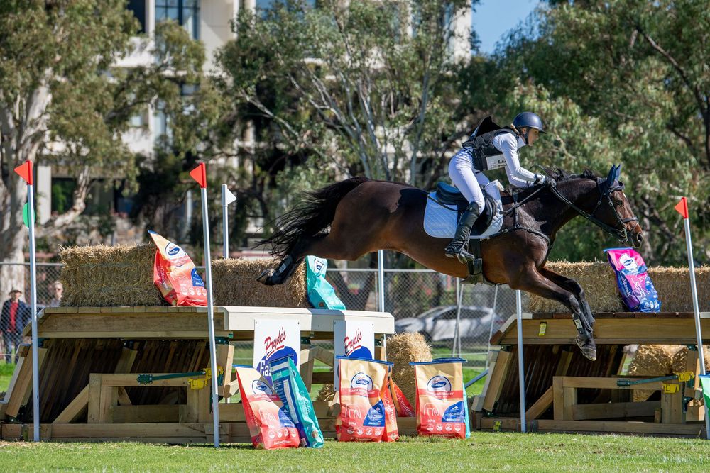 Equestrian rider on dark horse jumping over wooden fence obstacle during cross-country competition event outdoors.