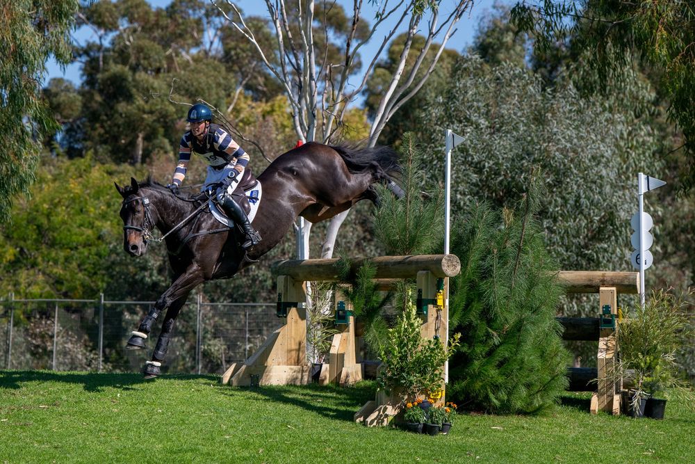Equestrian rider on dark horse jumping over cross-country fence obstacle in outdoor arena surrounded by green trees.